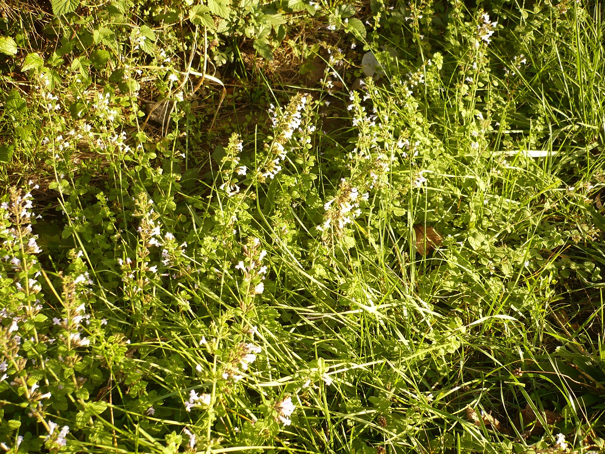 Clinopodium nepeta subsp. nepeta var. glandulosum (Lamiaceae)